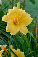 daffodils bathed in spring dew