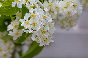 Close up, large
bunches of flowers of bird cherry.
Bird cherry native to Northern Europe and North Asia. 