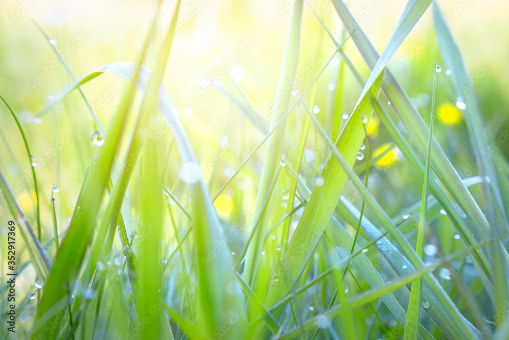 Wall mural abstract background of fresh green grass with dew drops and sun rays. beautiful natural landscape in