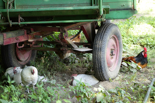 Chapon 이미지 – 찾아보기 1,781 스톡 사진, 벡터 및 비디오 | Adobe Stock