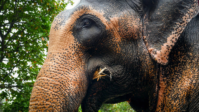 Closeup photo of adult indian elephant eating tree branches and leaves in wildlife at jungle forest