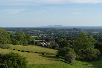 Fototapeta na wymiar English countryside scene with cows and the Malvern Hills background