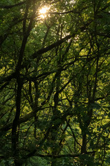 Tangled forest scene with sunlight and woven tree branches background