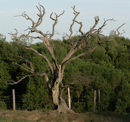 Dead tree with green woodland background