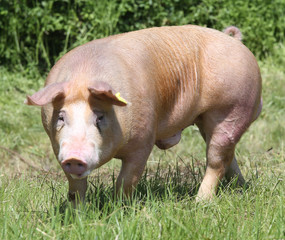 Young duroc pig grazing on the meadow
