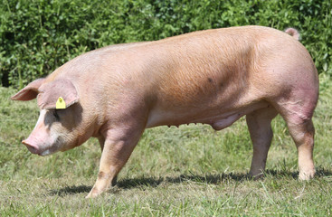 Young duroc pig grazing on the meadow