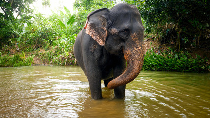Fototapeta na wymiar Adult indian elephant standing in small river at tropical rainforest in Thailand