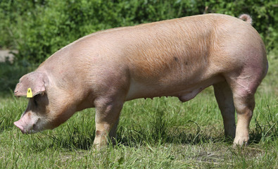 Free range duroc pig graze outside on pasture