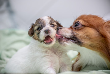 a Papillon dog puppy plays with its friend