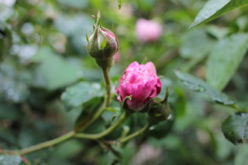 Pink tea rose bud with raindrops on leaves. Close-up. Selective focus
