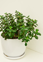 Crassula ovata or jade plant, lucky plant in a pot against white