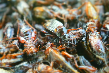 Crickets fried in close-up dishes