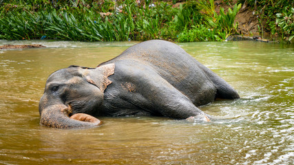 Happy adult elephant lying in small river in national park and enjoying washing