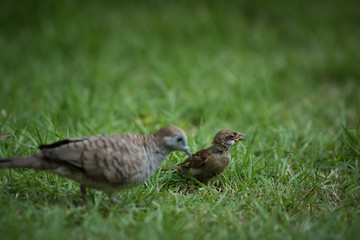 The Eurasian Tree Sparrow