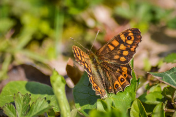 Speckled wood butterfly on the grass
(Pararge aegeria) macro