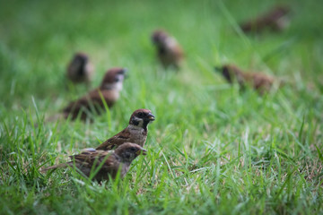 The Eurasian Tree Sparrow