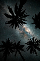 Looking up at the Milky Way galaxy through a group of Chilean palm trees in Central Chile.  
