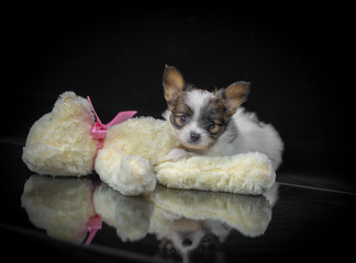 a small puppy of the Papillon breed
