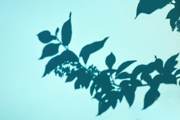 Fototapeta na wymiar Tree branches and flowering plants and shadows on a blue wall background. Flat lay. Minimal concept of abstract natural summer texture