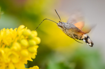 Hummingbird Hawk-moth collecting from Mahonia flowers. The hummingbird hawk-moth (Macroglossum...