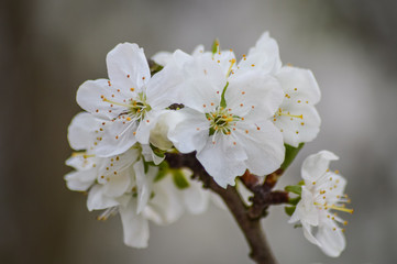 white cherry blossoms and buds on white gray background