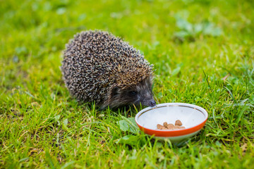 Wild Hedgehog eating from a dog bowl.Hedgehog eating dry cat food, summer garden.small grey prickly...