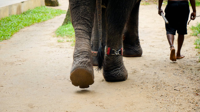 Image of locked and chained elephant walking with his man owner on road