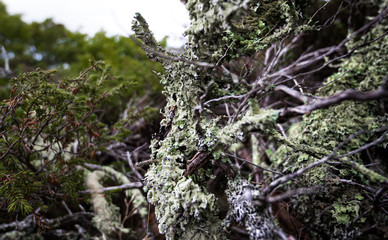 Moss and twigs in green colors, Close-up, Maine, USA