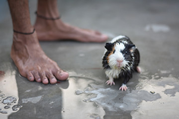 man giving a bath for our guinea pig with water and shampoo at home, Love Animals  