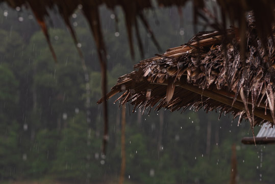 Rain from the thatched roofs from