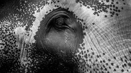 Black and white closeup photo of elephant eye with flowing tears. Concept of abuse and bad treatment of animals
