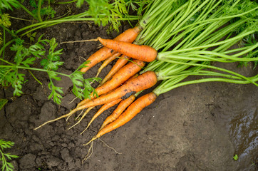 Top view at just picked carrots on the garden soil closeup view