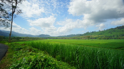 Fototapeta na wymiar The scenery of green rice field in the rural area of Banyuwangi, East Java, Indonesia