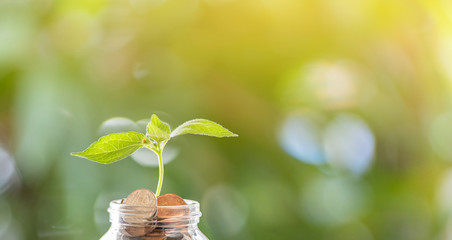 Plant plants from coins in a glass, with copy space.