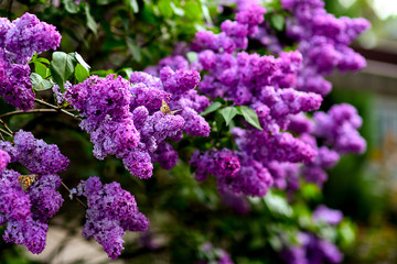 butterfly on purple blooming lilac in the garden