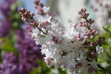 Beautiful bloomibg fluffy white pink lilac branch close up in the garden on a Sunny spring day