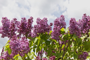 Obraz premium Beautiful branches of blooming lilac in an even row in the garden, the top of a Bush on a Sunny spring day against the sky with clouds