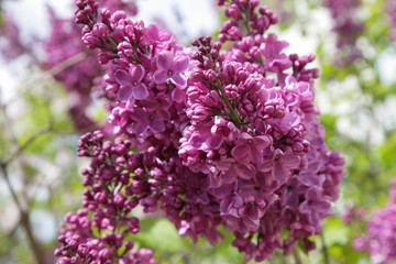 Fototapeta na wymiar Beautiful blooming velvet purple lilac flowers close up in a Garden on a Sunny spring day