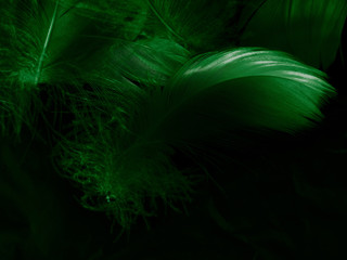 Beautiful abstract white and green feathers on black background and soft white feather texture on white pattern and green background, feather graphics, green banners