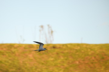 A gull flies on river bank hill and light blue sky background at summer day
