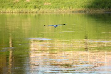 Obraz na płótnie Canvas A gull with large wings flies over the water on river bank background with a reflection of the green grass at summer day
