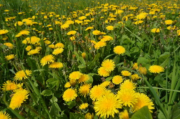 Fototapeta premium Yellow flowers bloomed on the field. Dandelions.