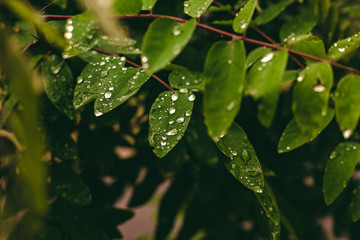 Green leaf with drops of water. Large beautiful drops of transparent rain water on a green leaf macro. Drops of dew in the morning glow in the sun. Beautiful leaf texture in nature. Natural background