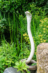 Cobra Schlange in weiß braun zwischen  Sträuchern und Steinen am See