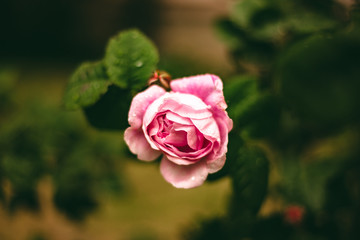 Beautiful rose in rainy weather. Nature background image.Pink rose bush. Pink Flowering Plants.