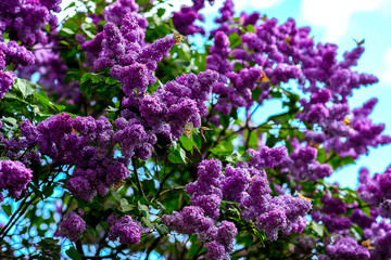 Obraz premium purple flowers with the butterfly in the garden