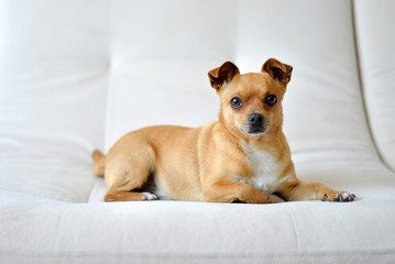 small dog on a white sofa