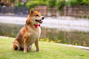 Brown Shiba inu dog with red bow tie sitting in green field with copy space