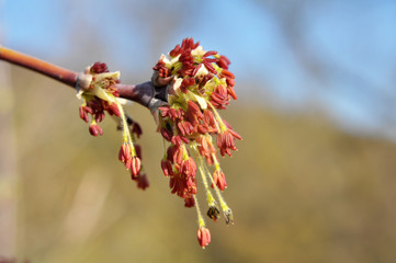 In nature, the maple (Acer negundo) blooms