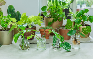 Urban Jungle, Zimmerpflanzen umtopfen oder eintopfen - Interieurtrend mit Topfpflanzen
